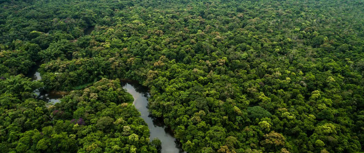 Aerial View of River in Rainforest, Latin America