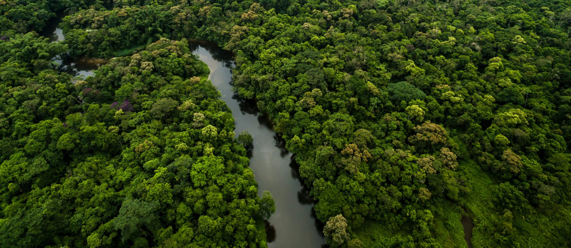 Aerial View of River in Rainforest, Latin America