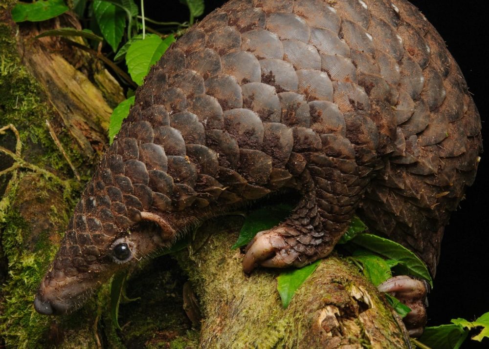 Sunda Pangolin