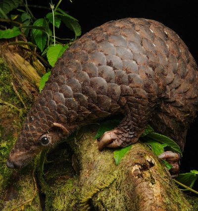 The Critically Endangered Sunda Pangolin, by Chien Lee
