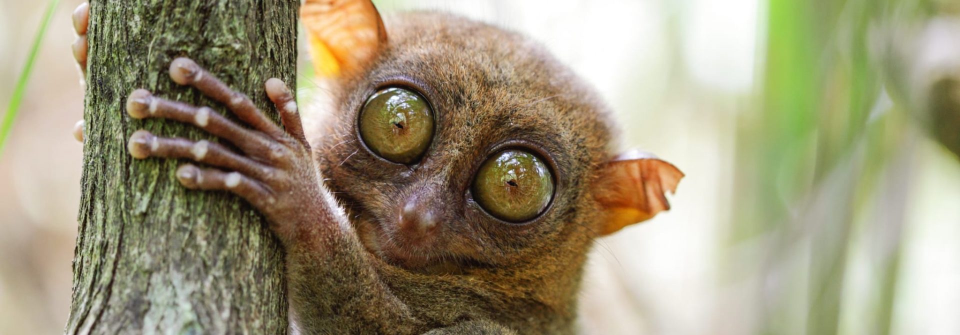 Tarsier on tree