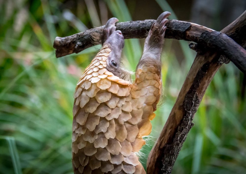 White Bellied Pangolin