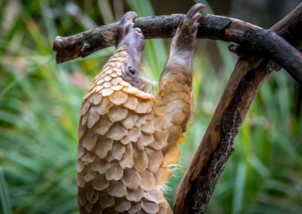 White Bellied Pangolin