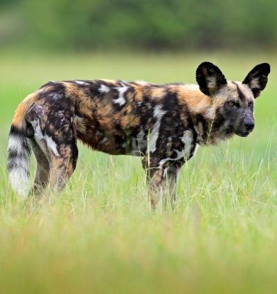 The African Wild Dog (CR), by Ondrej Prosicky