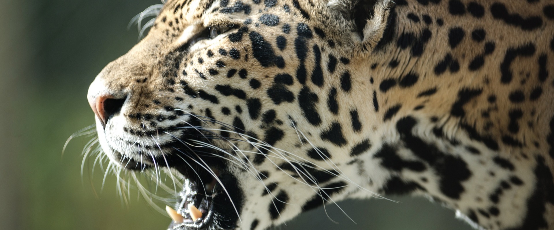 Jaguar in Belize