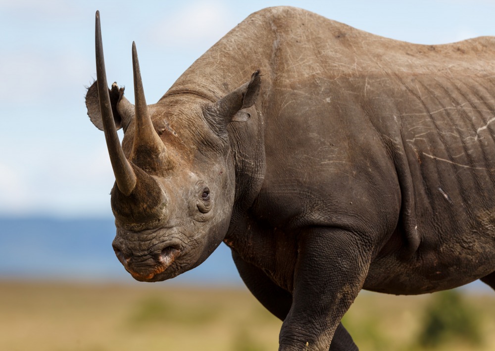 Poachers kill thousands of animals every year – Rainforest Trust