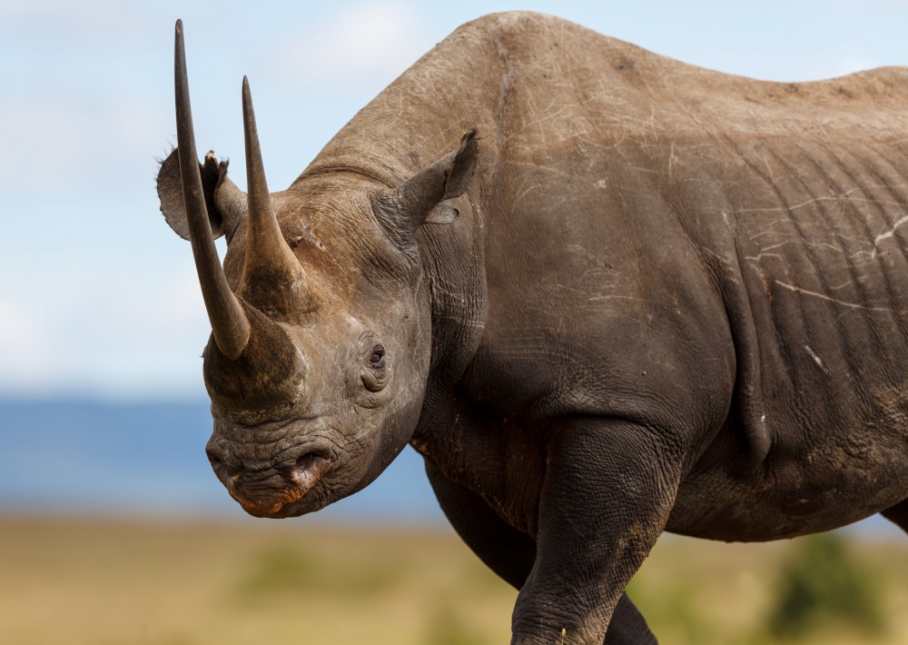 Black Rhino