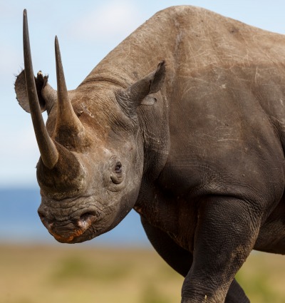 Black Rhino