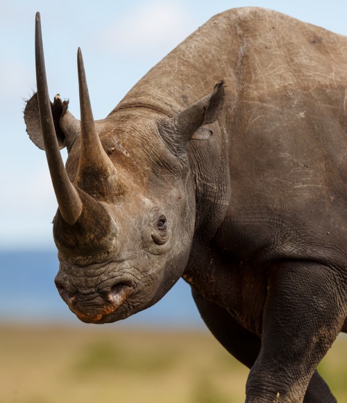 Black Rhino