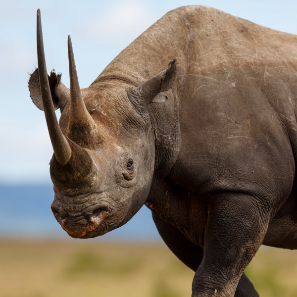 Black Rhino