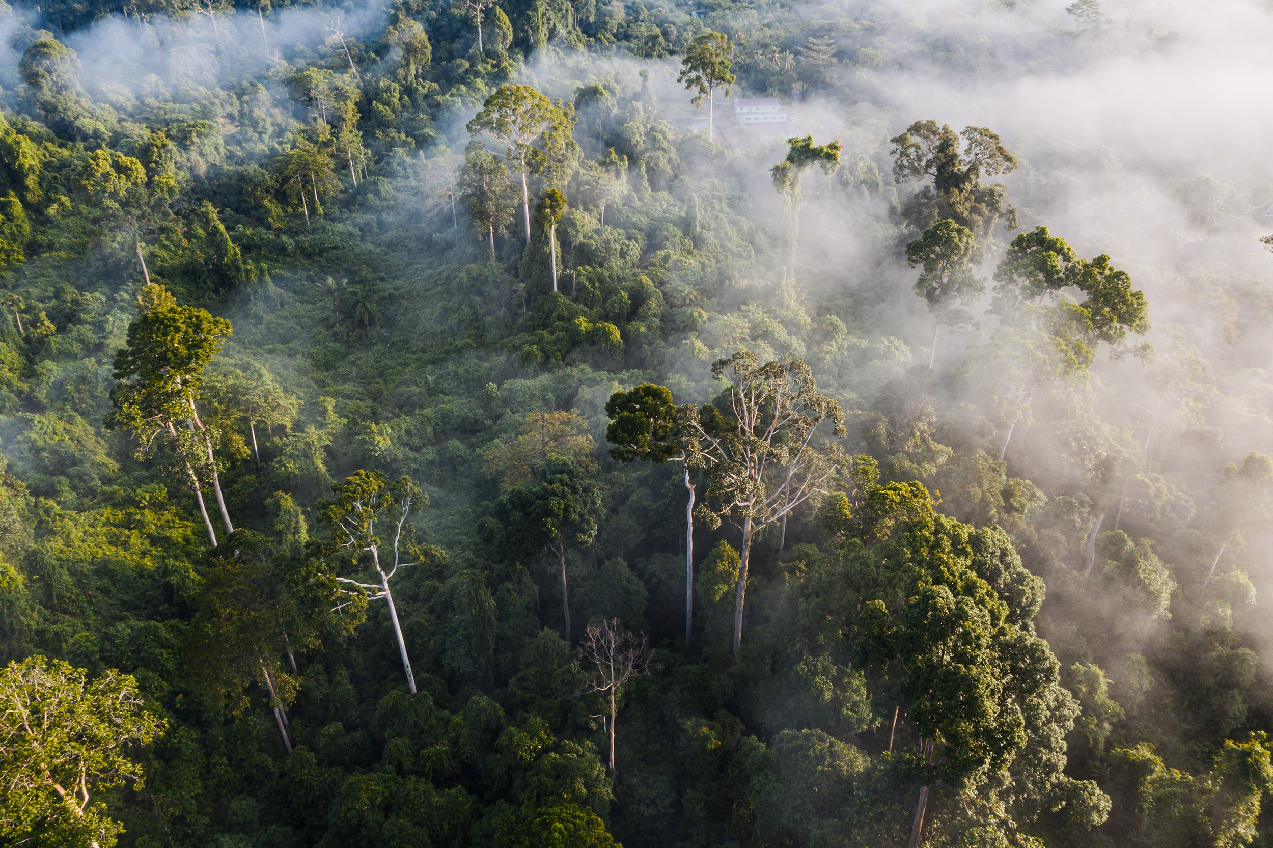 Rainforests Provide Cost effective Climate Solutions Rainforest Trust