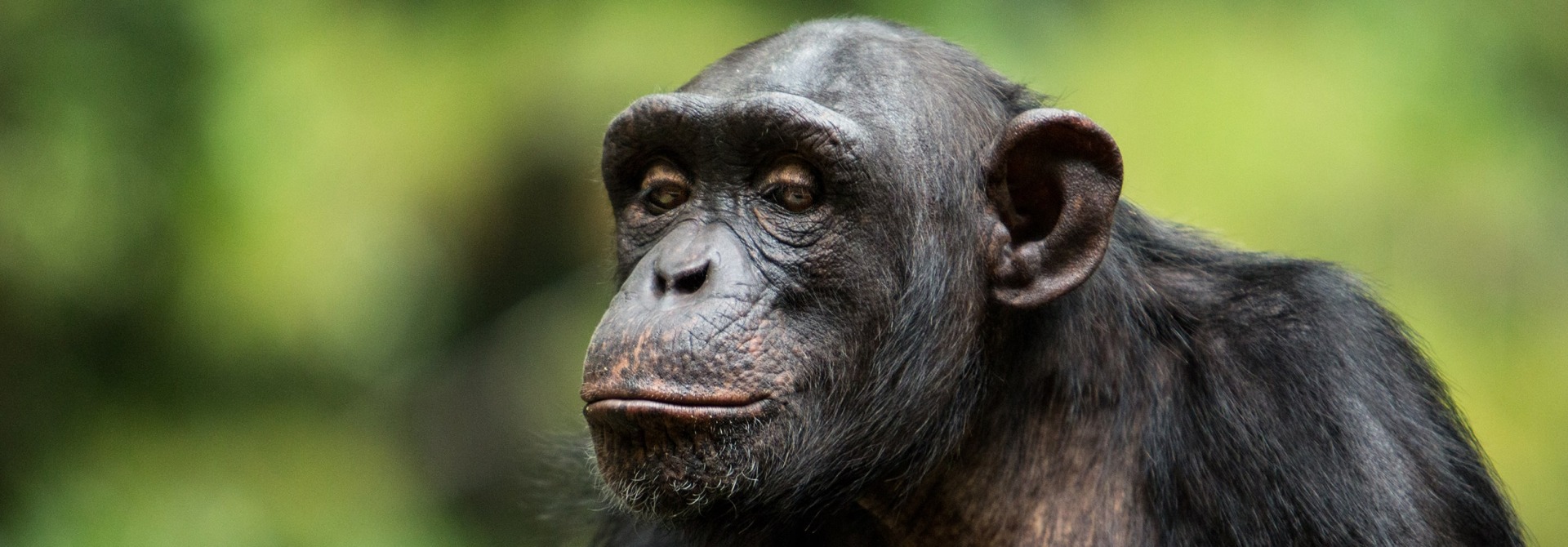 The Endangered Chimpanzee, by firgint