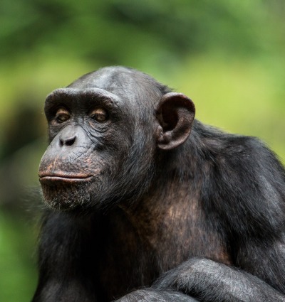 The Endangered Chimpanzee, by firgint