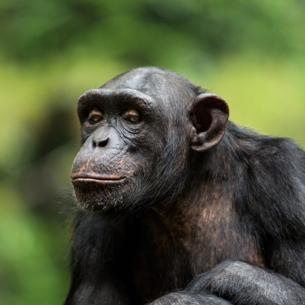 The Endangered Chimpanzee, by firgint