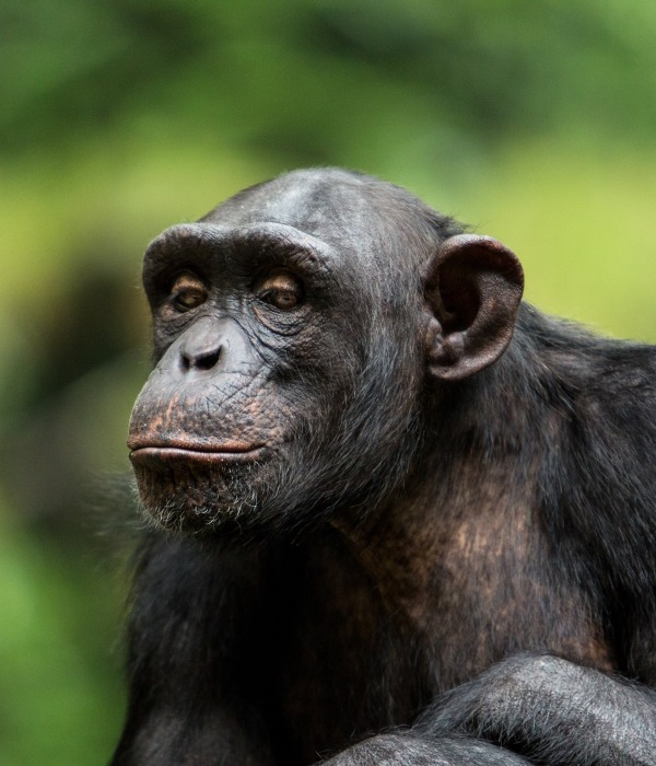 The Endangered Chimpanzee, by firgint