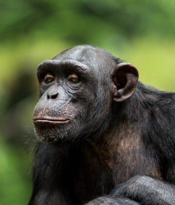 The Endangered Chimpanzee, by firgint