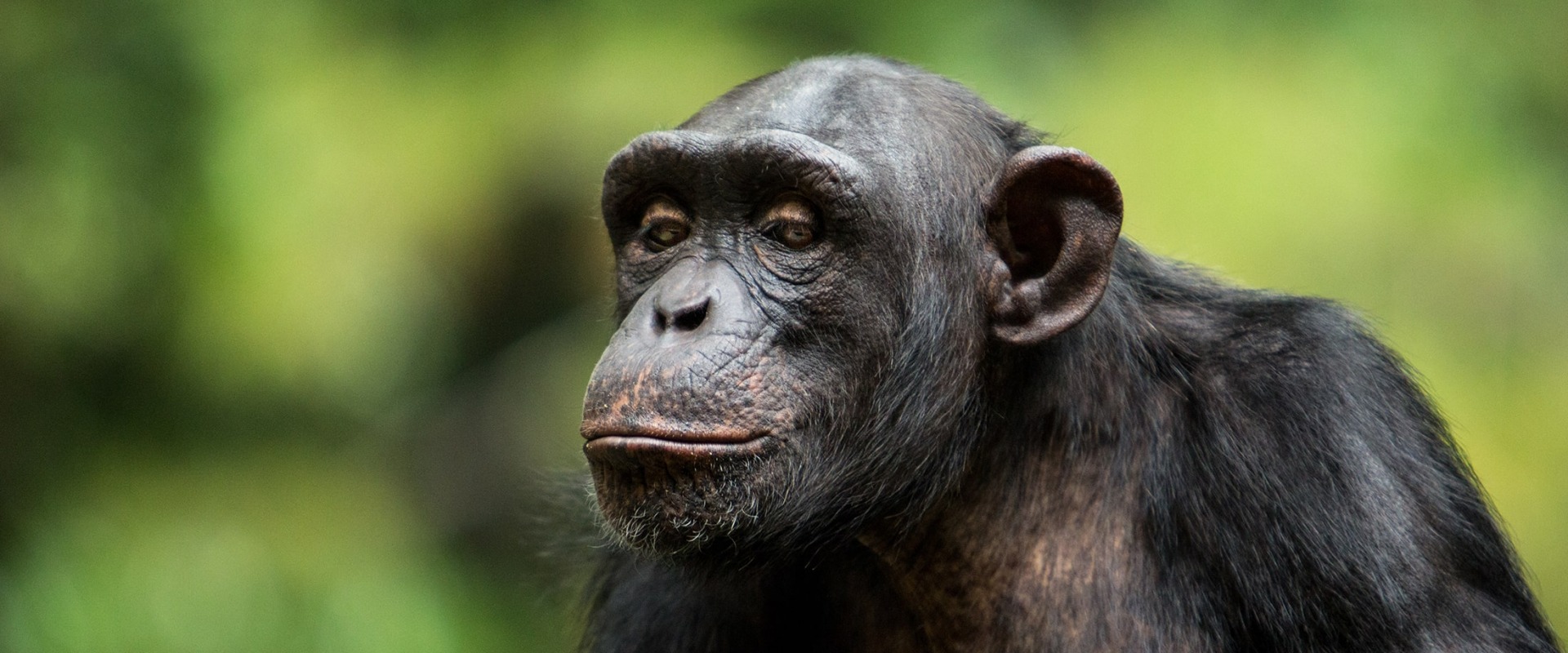 The Endangered Chimpanzee, by firgint