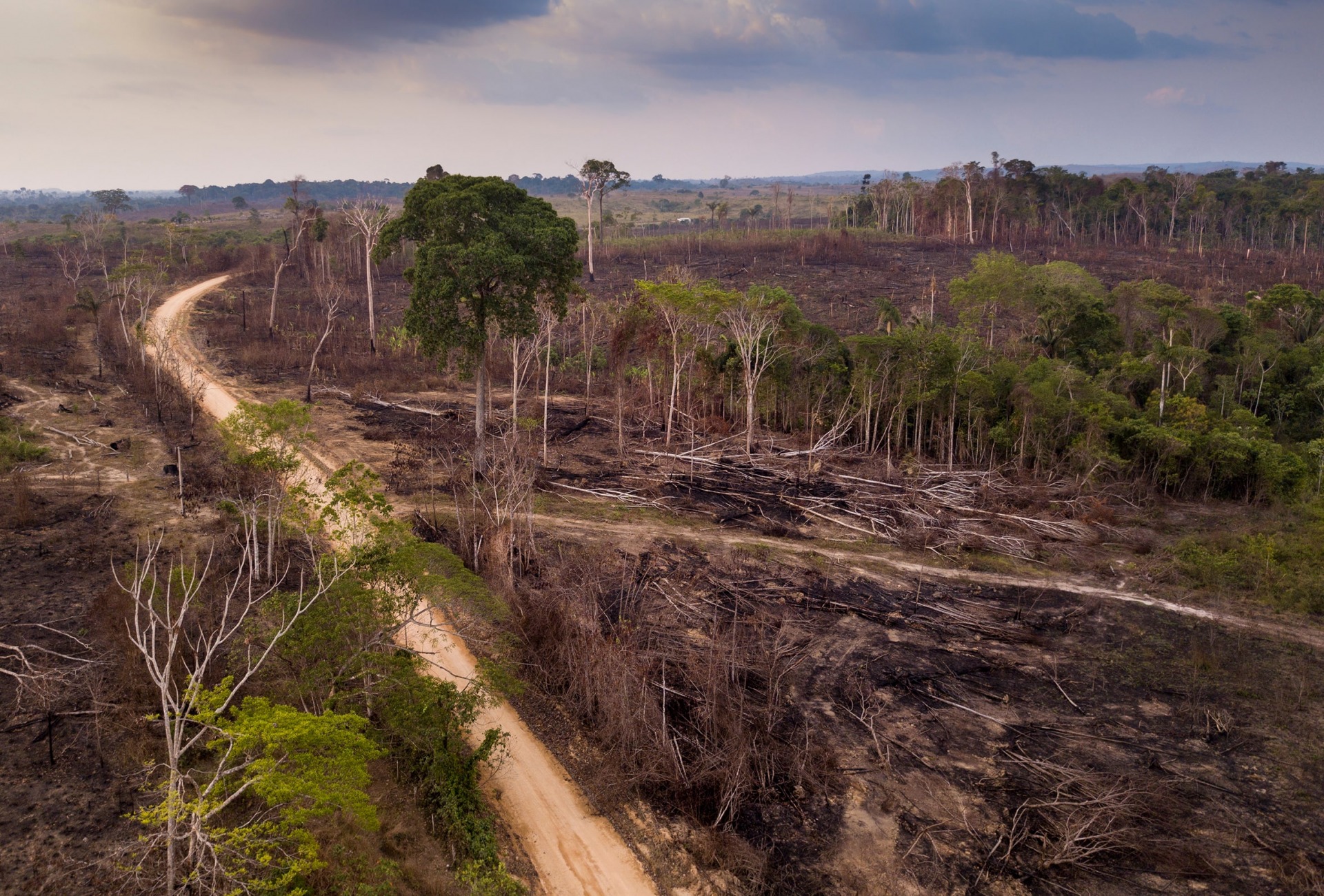 Deforestation in Brazil, by Paralaxis