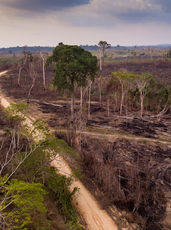 Deforestation in Brazil, by Paralaxis