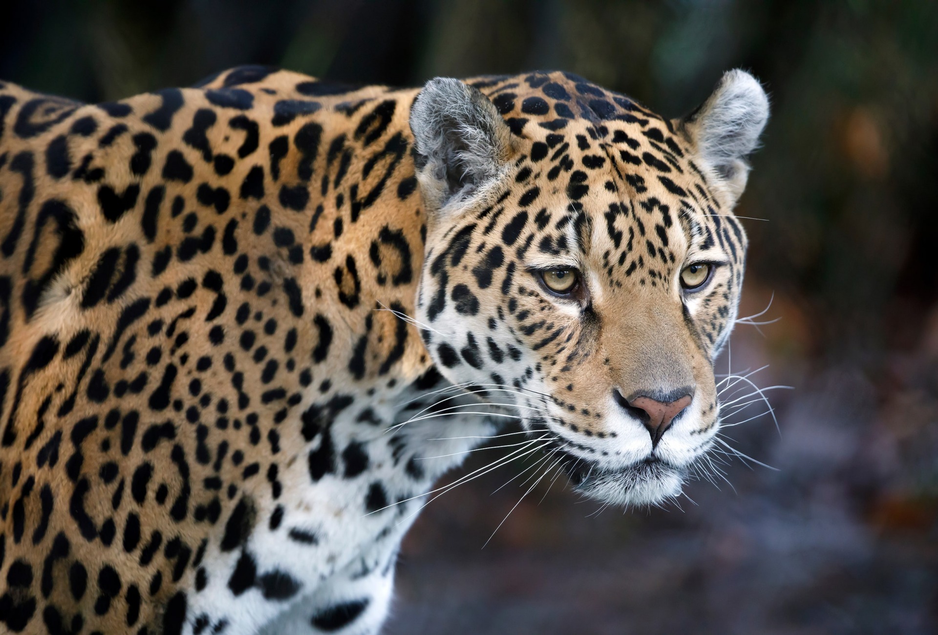 Save habitat for Jaguars – Rainforest Trust