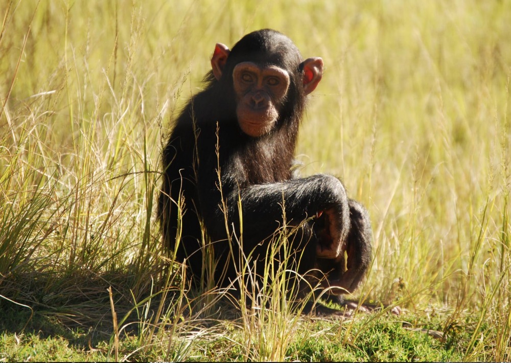 Nigeria Cameroon Chimpanzee