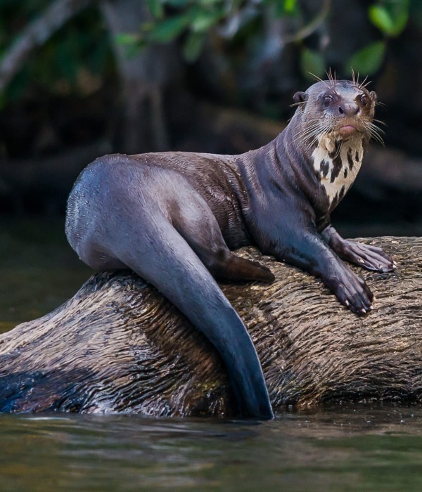 Giant Otter in Peru