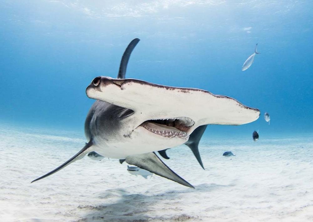 Scalloped Hammerhead