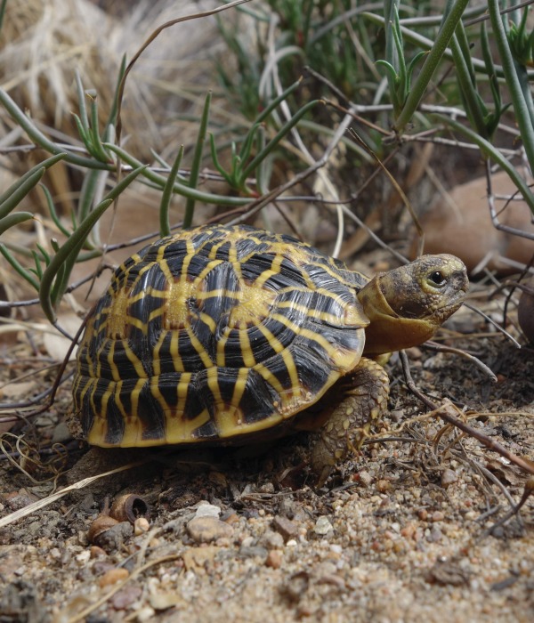 Young Geometric Tortoise Scaled