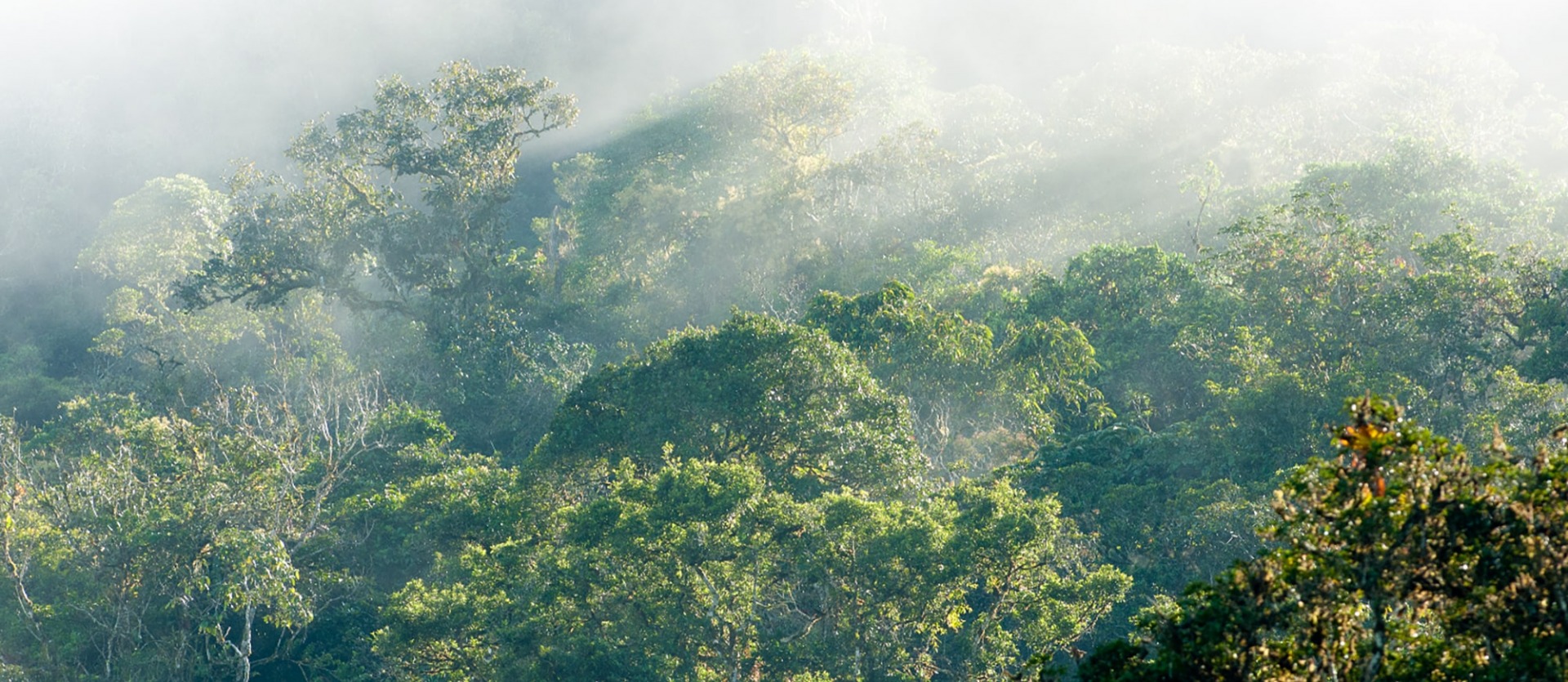 The Peruvian Amazon – Rainforest Trust