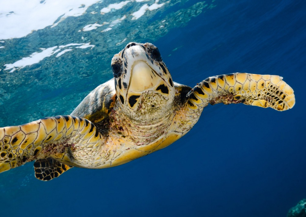 hawksbill turtle