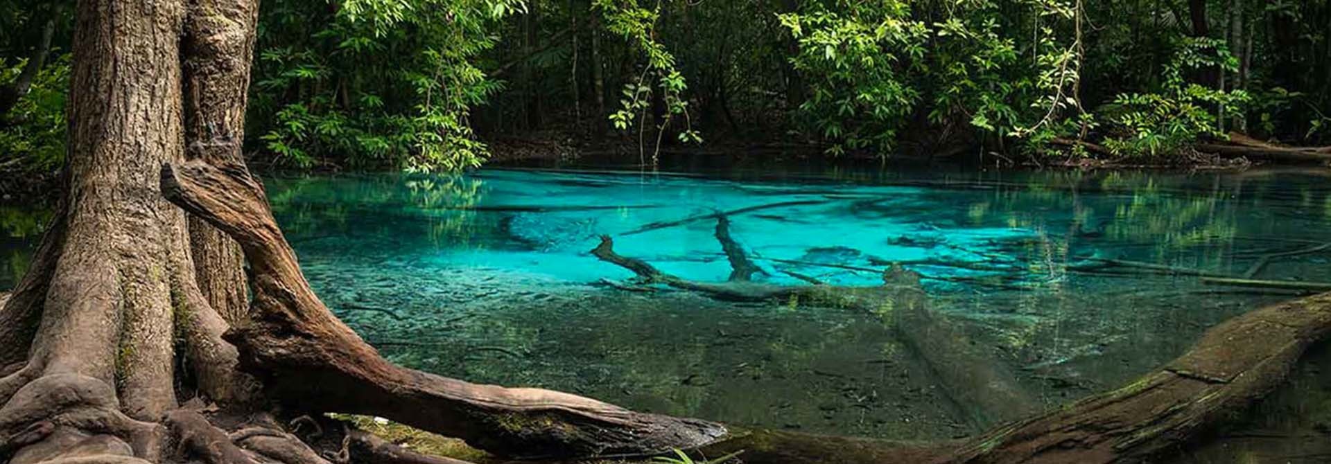 Rainforest landscape