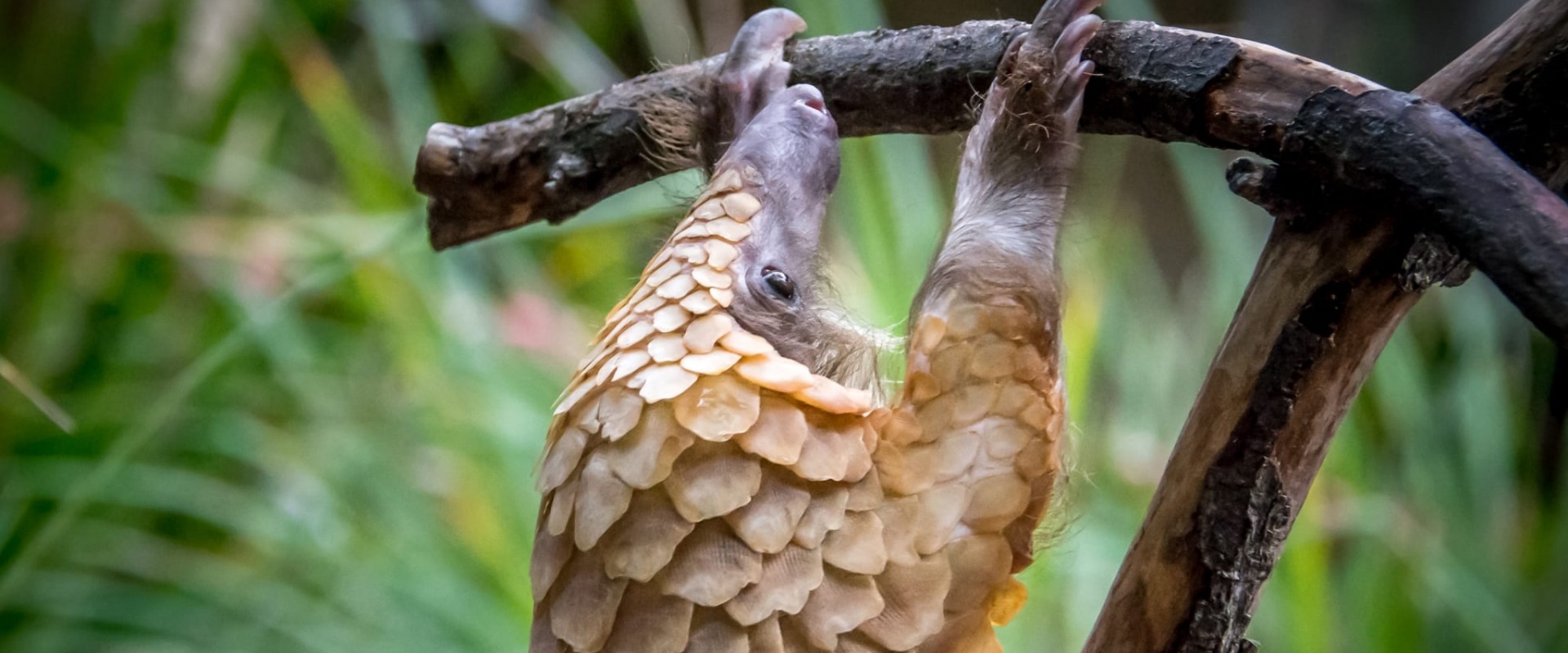 White Bellied Pangolin