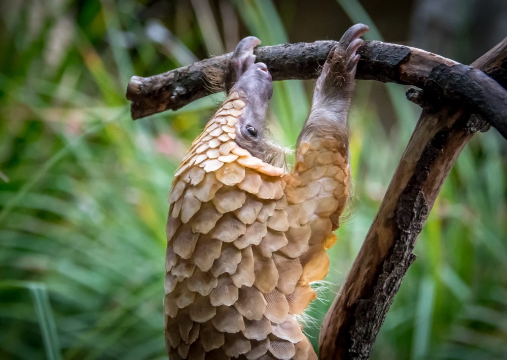 White Bellied Pangolin