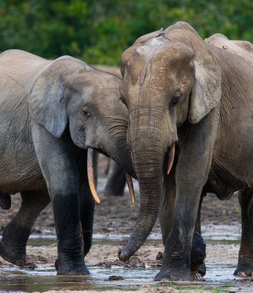 Critically Endangered Forest Elephants, by Gudkov Andrey/shutterstock