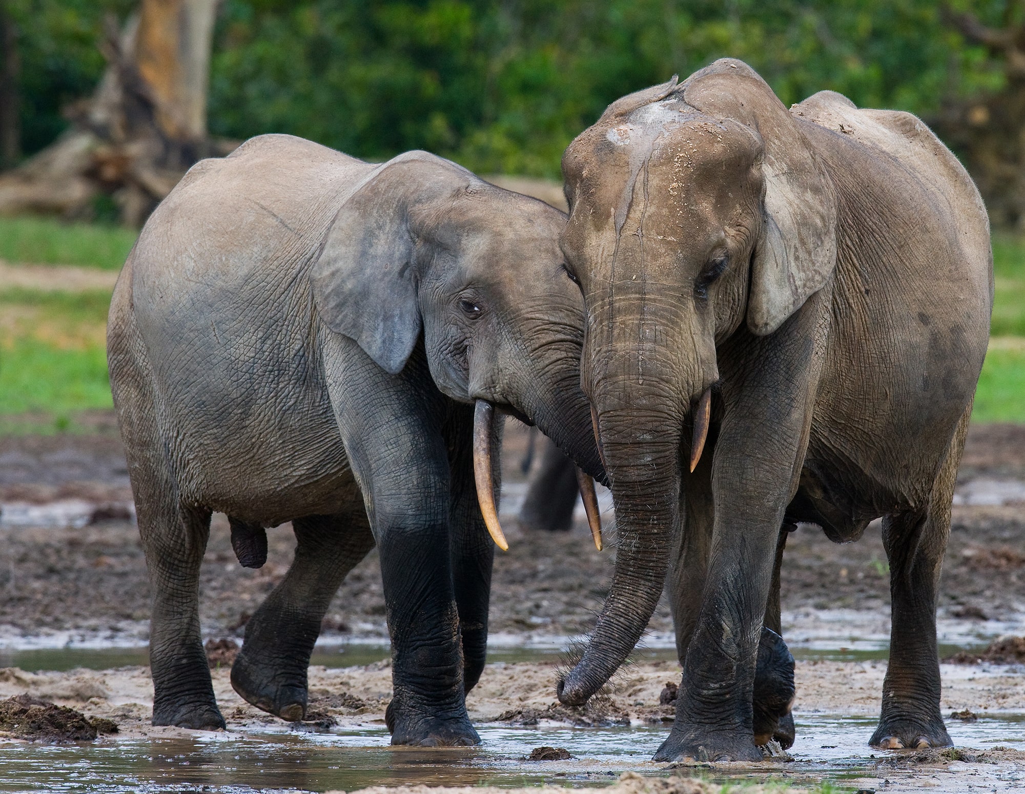 Urgent Protection for Forest Elephants – Rainforest Trust