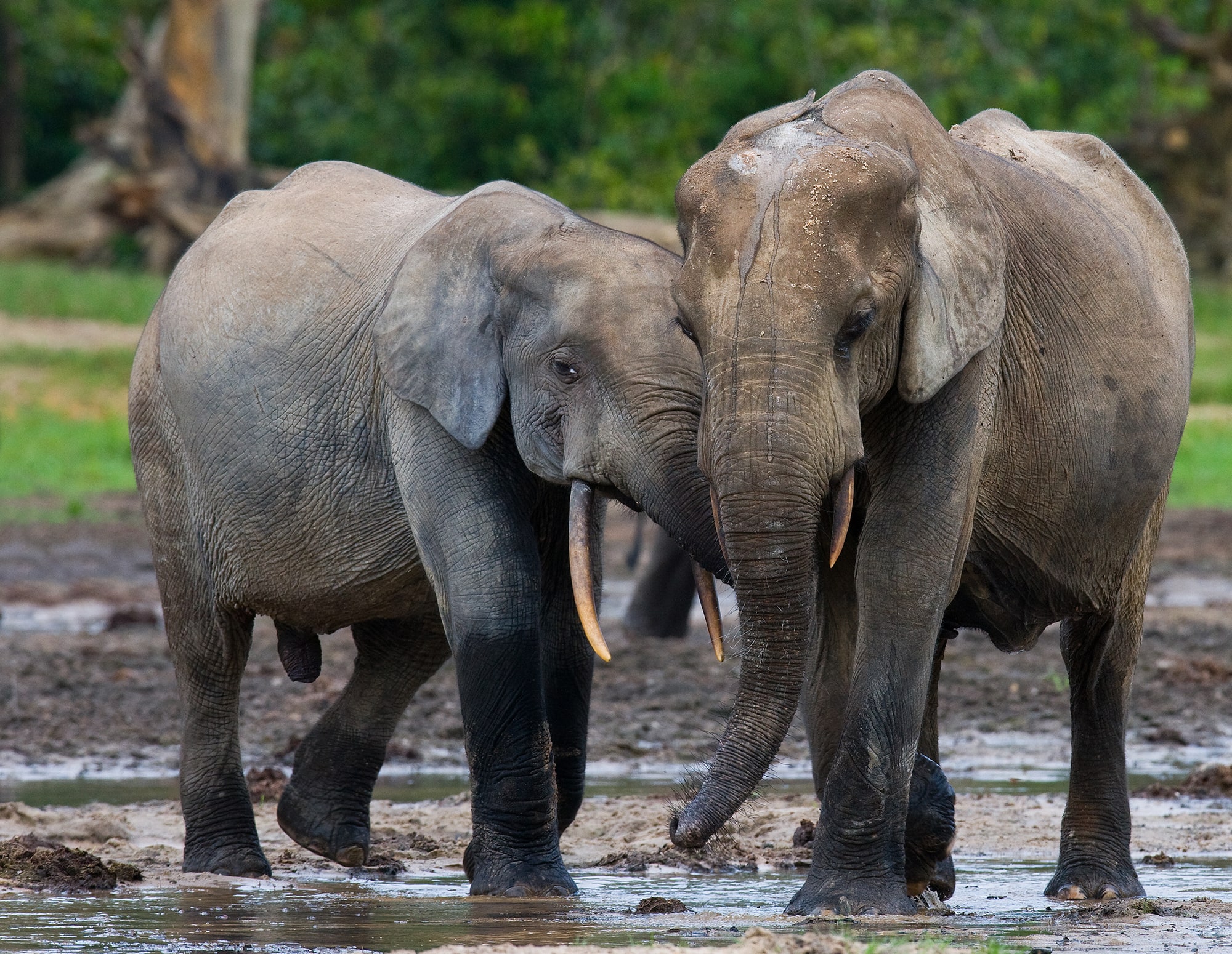 Urgent Protection for Forest Elephants – Rainforest Trust Urgent Protection for Forest Elephants – Rainforest Trust