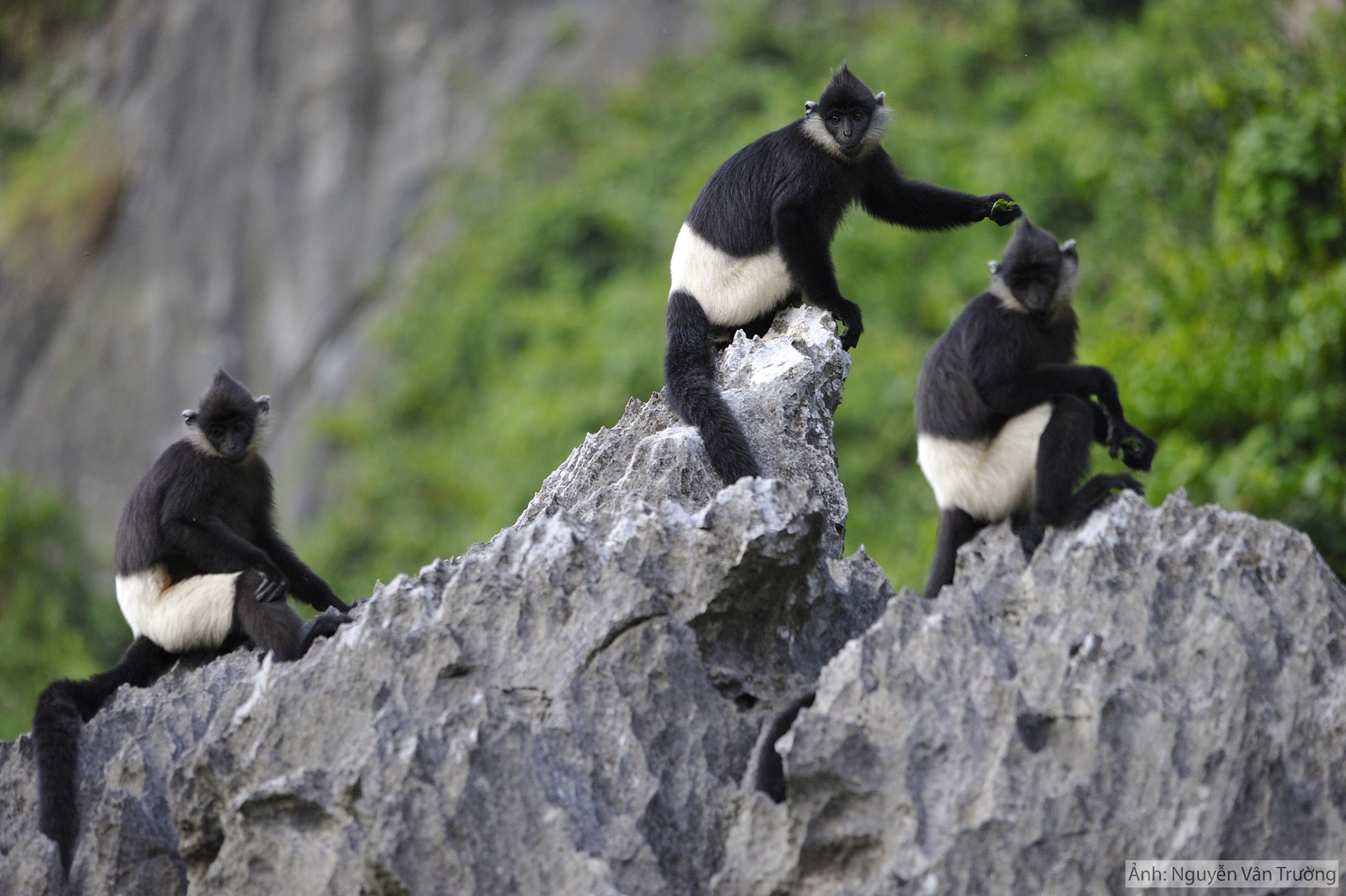 A Race Against Time to Protect the Delacour’s Langur Rainforest Trust