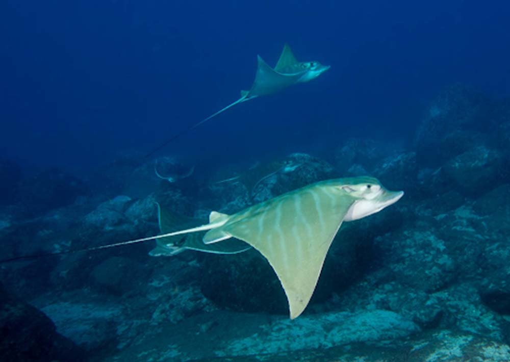 Duckbill Eagle Ray