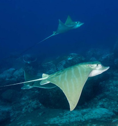 Duckbill Eagle Ray