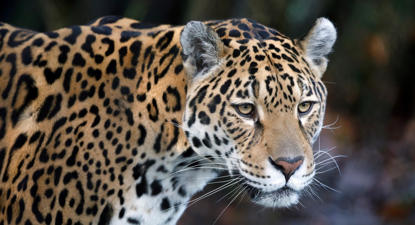 The Jaguar, by Edwin Butter