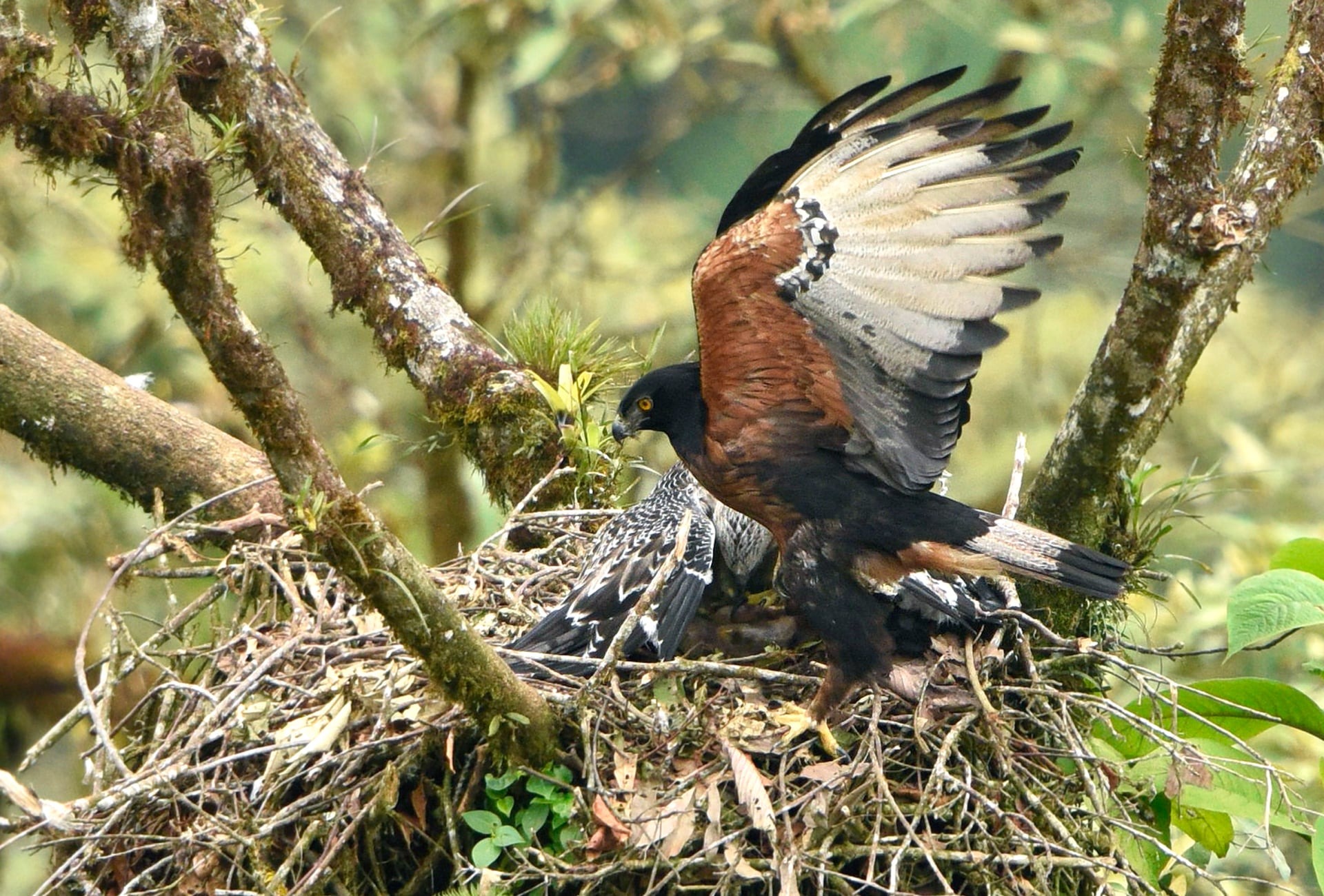 Black-and-chestnut Eagle, by Mark Wilson Zunac