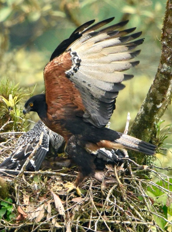 Black-and-chestnut Eagle, by Mark Wilson Zunac