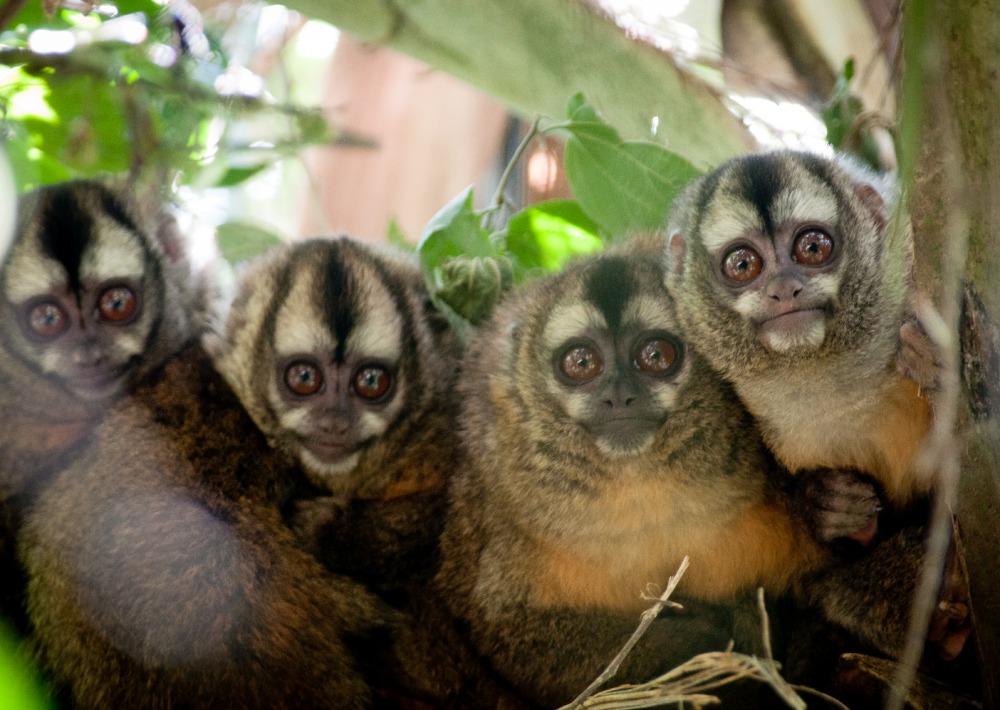 Andean Night Monkeys, by Andrew Walmsley