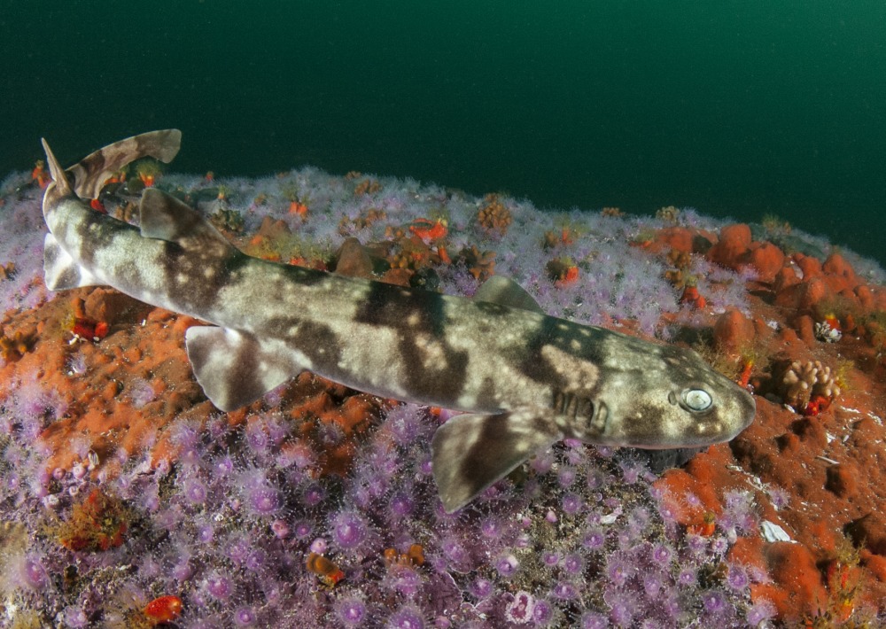 Puffadder Shyshark