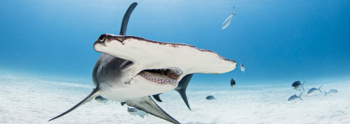 Scalloped Hammerhead Shark