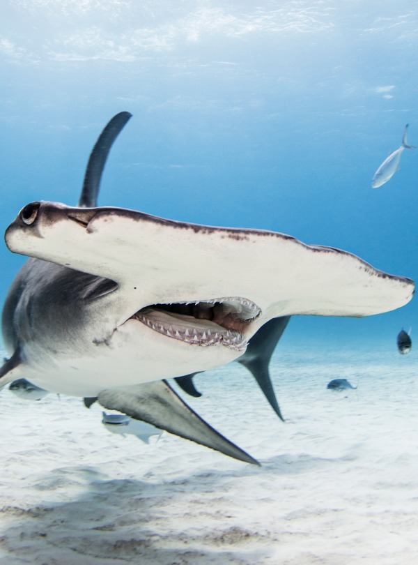 Scalloped Hammerhead Shark