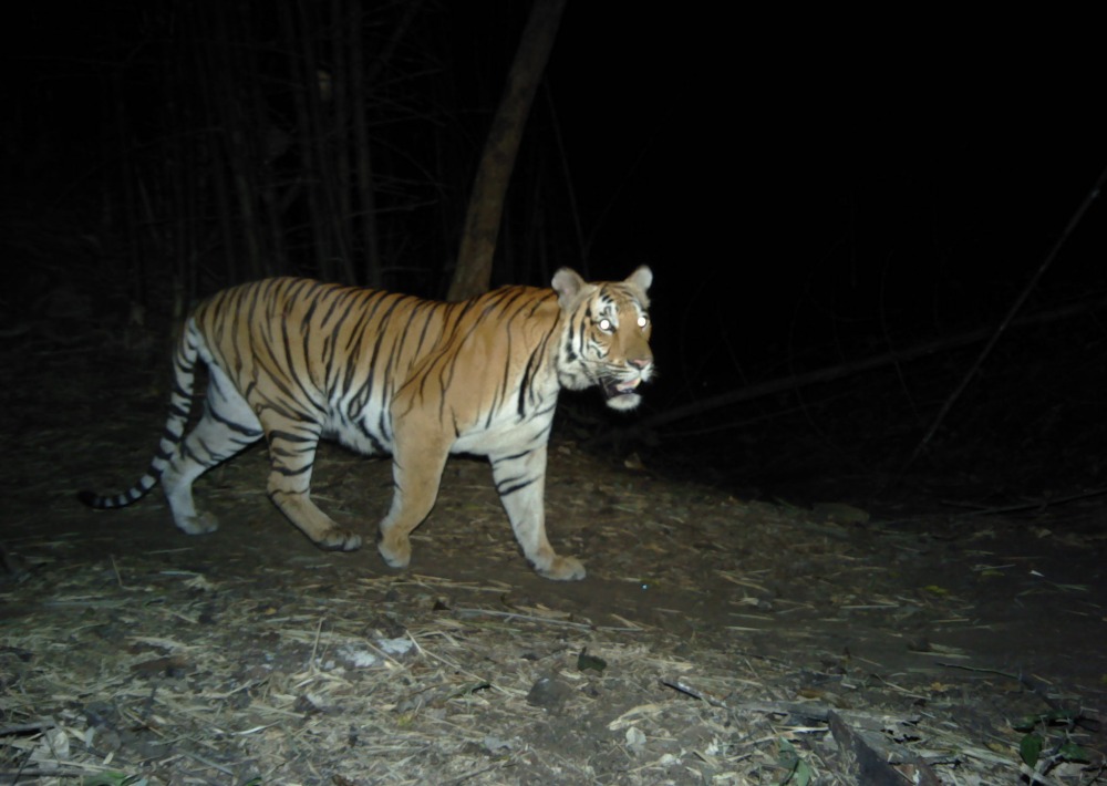 Indochinese Tiger caught on camera trap, courtesy of partner, Panthera