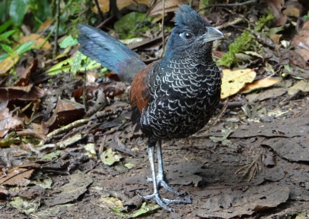 Banded Ground Cuckoo