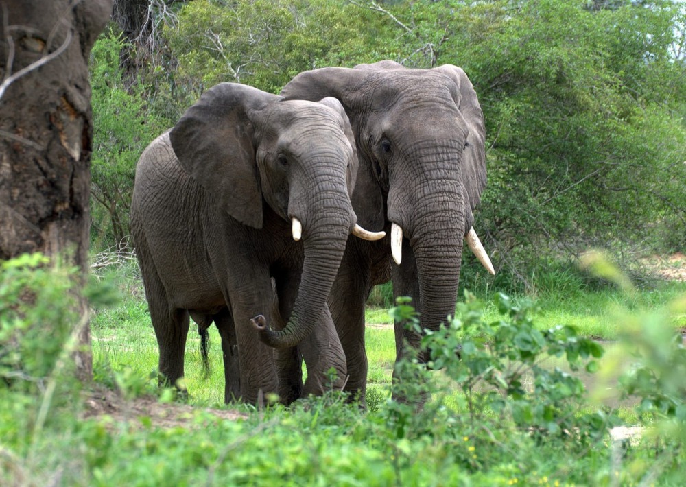 Forest Elephants walking in the grasses