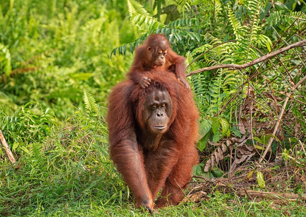 Borneo Orangutan